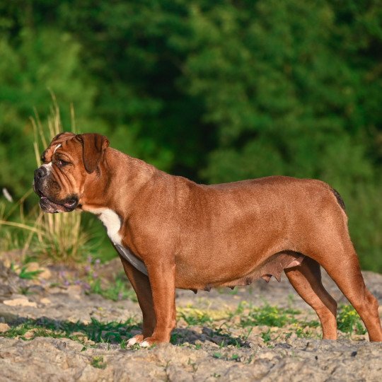 chien Bulldog continental Tell me why Elevage des Symphonies d'arlequin