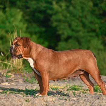 chien Bulldog continental Tell me why Elevage des Symphonies d'arlequin chien Bulldog continental Tell me why Elevage des Symphonies d'arlequin