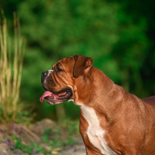 chien Bulldog continental Tell me why Elevage des Symphonies d'arlequin