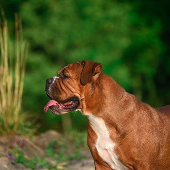 chien Bulldog continental Tell me why Elevage des Symphonies d'arlequin chien Bulldog continental Tell me why Elevage des Symphonies d'arlequin