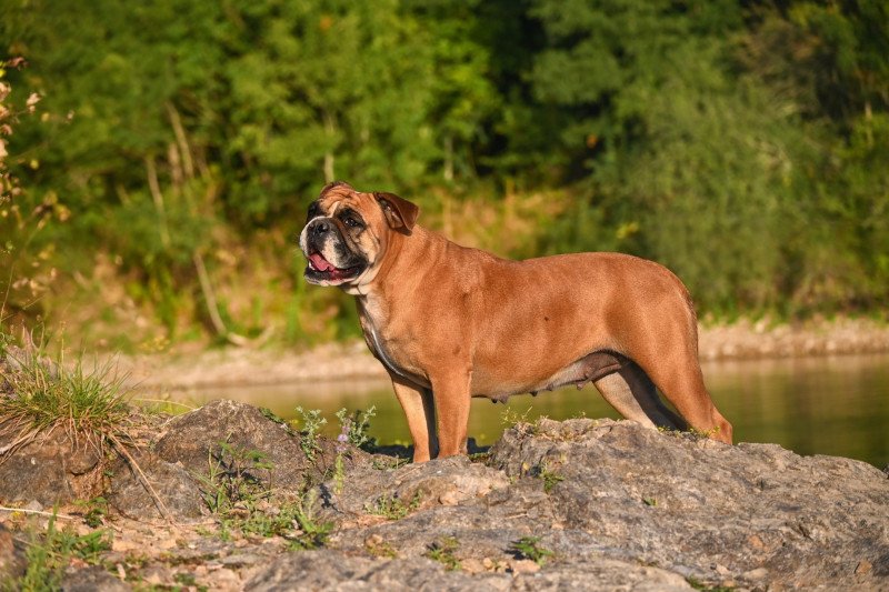 The reason Des Symphonies d'arlequin Femelle Bulldog continental The reason Des Symphonies d'arlequin Femelle Bulldog continental