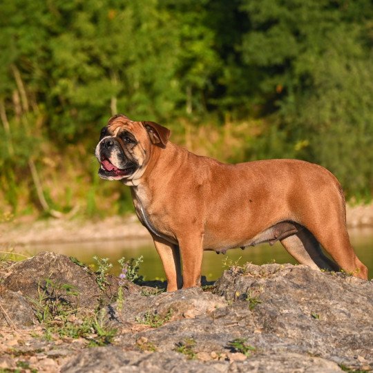 The reason Des Symphonies d'arlequin Femelle Bulldog continental