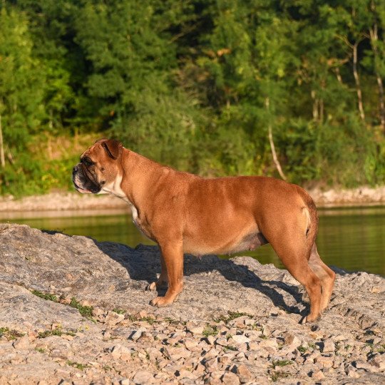 chien Bulldog continental The reason Elevage des Symphonies d'arlequin