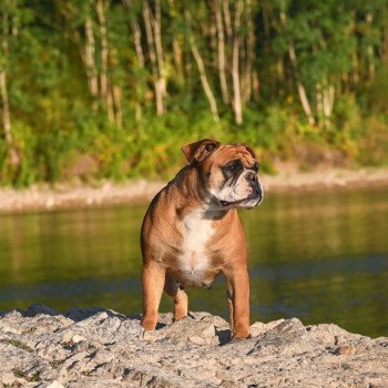 chien Bulldog continental The reason Elevage des Symphonies d'arlequin chien Bulldog continental The reason Elevage des Symphonies d'arlequin