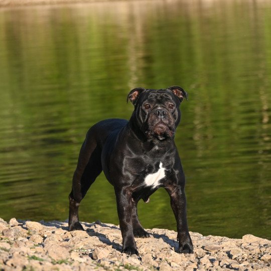 chien Bulldog continental noire Through da storm Elevage des Symphonies d'arlequin