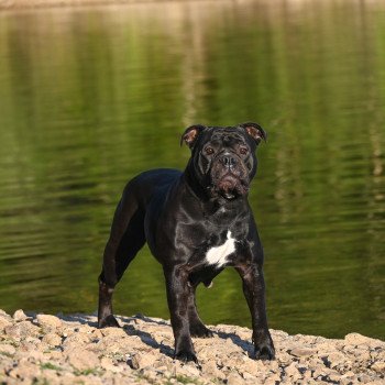 chien Bulldog continental noire Through da storm Elevage des Symphonies d'arlequin chien Bulldog continental noire Through da storm Elevage des Symphonies d'arlequin