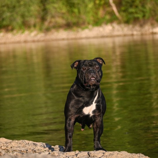 chien Bulldog continental noire Through da storm Elevage des Symphonies d'arlequin