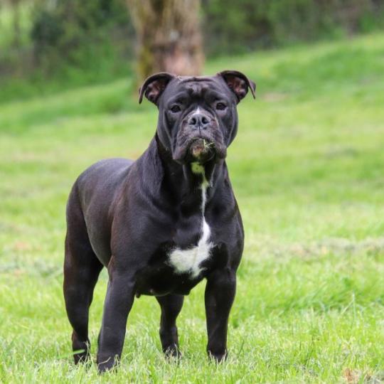 chien Bulldog continental noire Through da storm "Tanya" Elevage des Symphonies d'arlequin