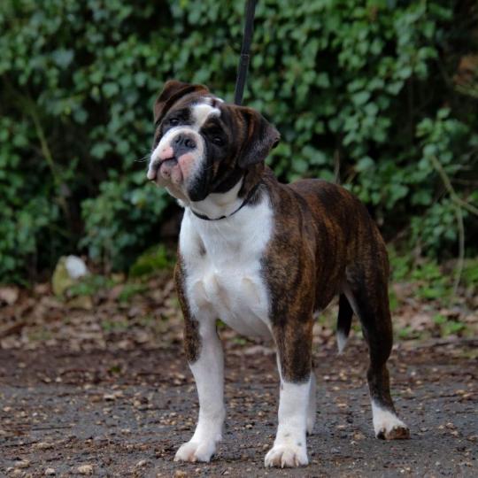 Titanium des Symphonies d'arlequin Mâle Bulldog continental