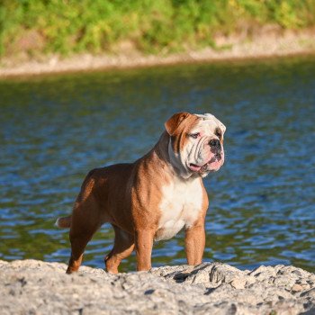 U don't know Des Symphonies d'arlequin Femelle Bulldog continental