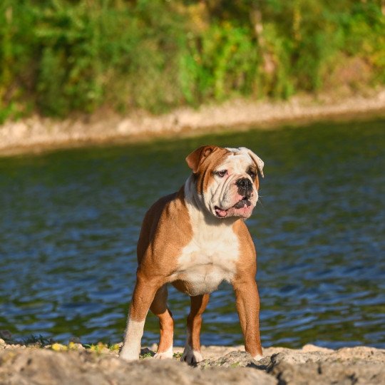 chien Bulldog continental U don't know Elevage des Symphonies d'arlequin