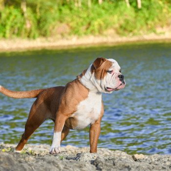 chien Bulldog continental U don't know Elevage des Symphonies d'arlequin chien Bulldog continental U don't know Elevage des Symphonies d'arlequin