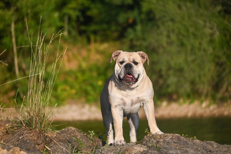 Un autre jour "Ulysse" Des Symphonies d'arlequin Mâle Bulldog continental Un autre jour "Ulysse" Des Symphonies d'arlequin Mâle Bulldog continental