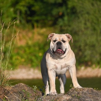 Un autre jour Des Symphonies d'arlequin Mâle Bulldog continental