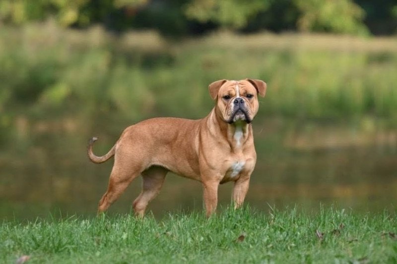 Vie de folie Des Symphonies d'arlequin Femelle Bulldog continental