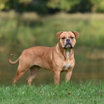 Vie de folie Des Symphonies d'arlequin Femelle Bulldog continental