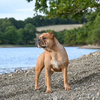 chien Bulldog continental fauve Vie de folie Elevage des Symphonies d'arlequin
