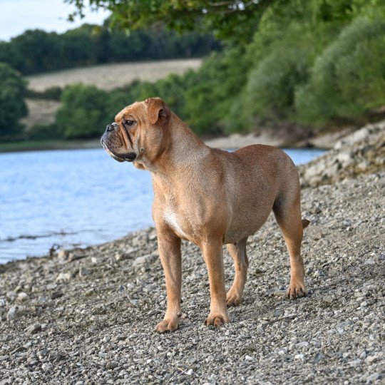 chien Bulldog continental fauve Vie de folie Elevage des Symphonies d'arlequin