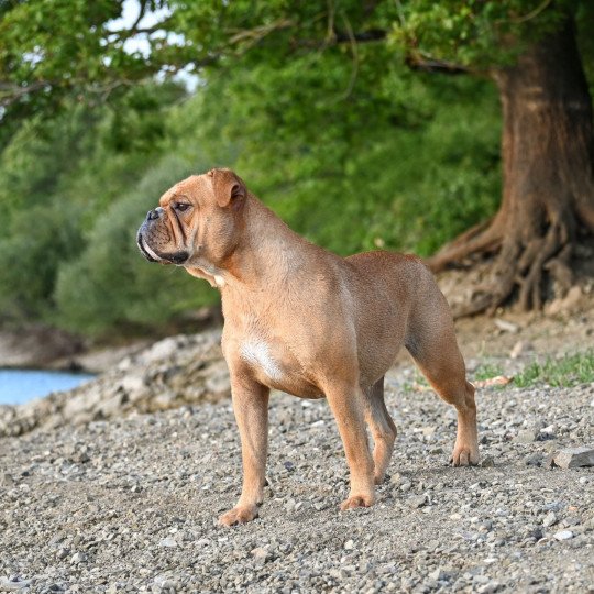 chien Bulldog continental fauve Vie de folie Elevage des Symphonies d'arlequin