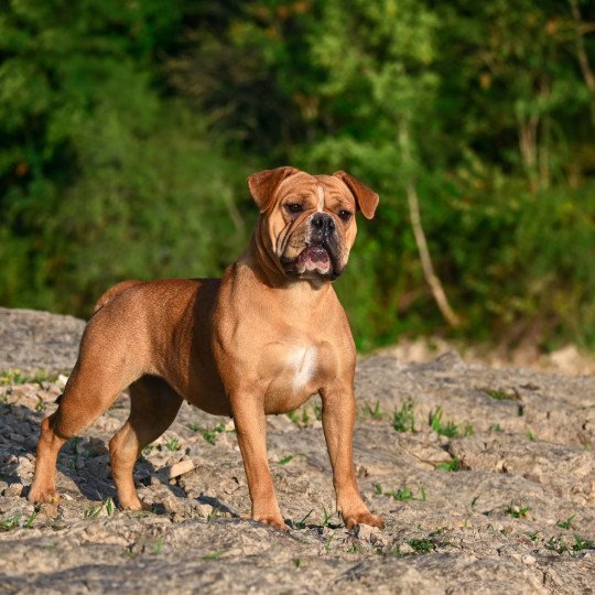 chien Bulldog continental fauve Vie de folie Elevage des Symphonies d'arlequin