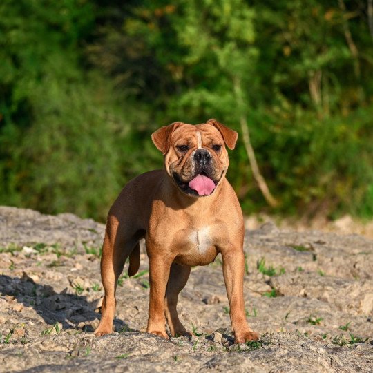 chien Bulldog continental fauve Vie de folie Elevage des Symphonies d'arlequin