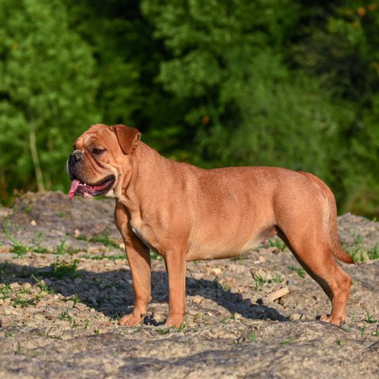 chien Bulldog continental fauve Vie de folie Elevage des Symphonies d'arlequin