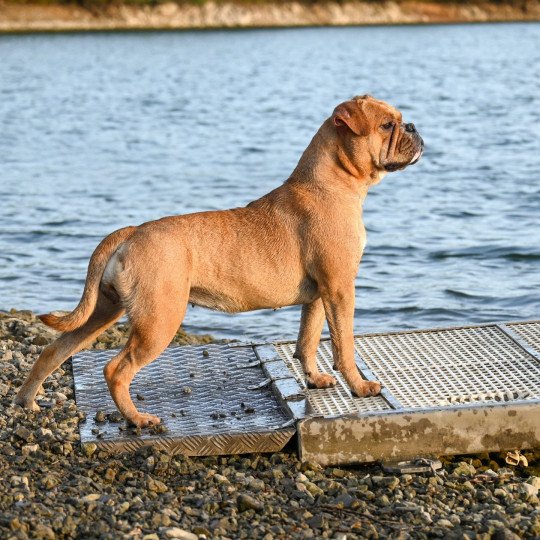 chien Bulldog continental fauve Vie de folie Elevage des Symphonies d'arlequin