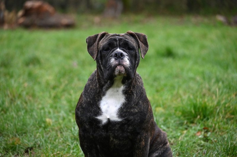 Vivo per lei Des Symphonies d'arlequin Mâle Bulldog continental