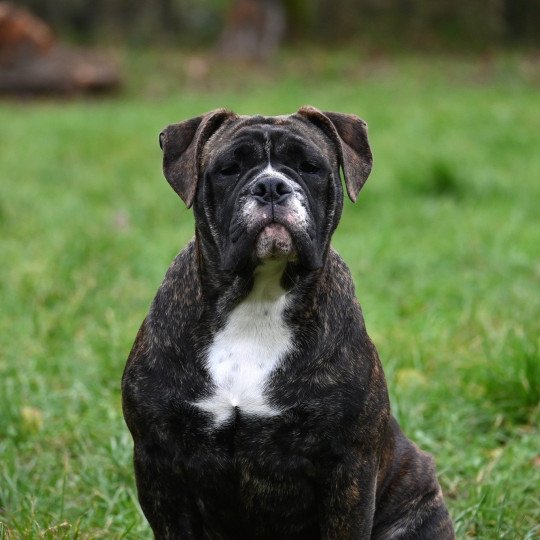 Vivo per lei Des Symphonies d'arlequin Mâle Bulldog continental