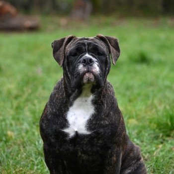 chien Bulldog continental Vivo per lei Elevage des Symphonies d'arlequin
