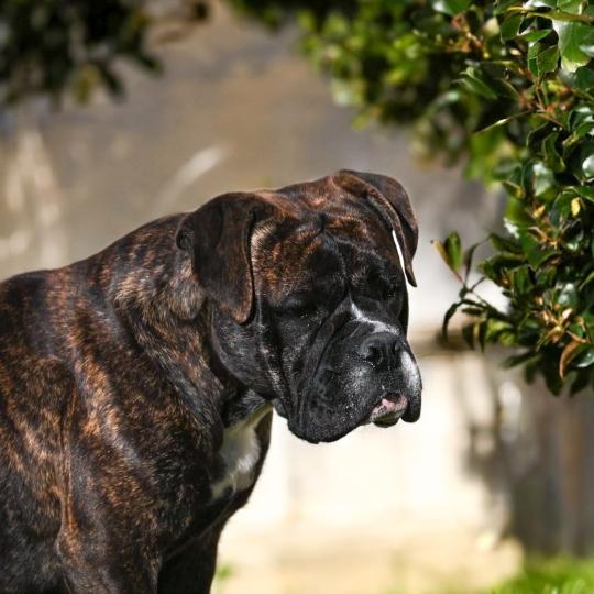 chien Bulldog continental Vivo per lei Elevage des Symphonies d'arlequin