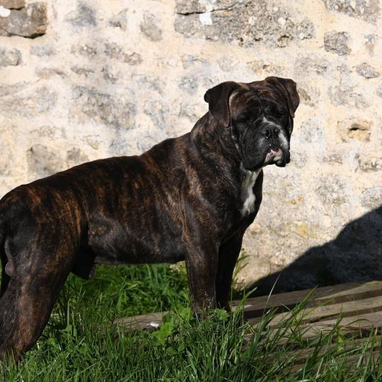 chien Bulldog continental Vivo per lei Elevage des Symphonies d'arlequin