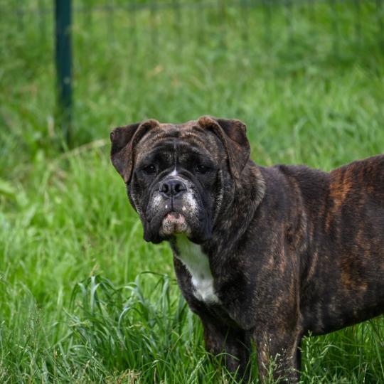 chien Bulldog continental Vivo per lei Elevage des Symphonies d'arlequin