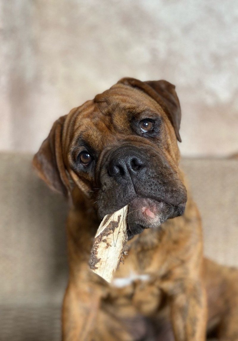 ๐๐ซ๐ง๐๐ฌ๐ญ ๐๐๐ฆ๐ข๐ง๐ ๐ฐ๐๐ฒ Mรขle Bulldog continental ๐๐ซ๐ง๐๐ฌ๐ญ ๐๐๐ฆ๐ข๐ง๐ ๐ฐ๐๐ฒ Mรขle Bulldog continental