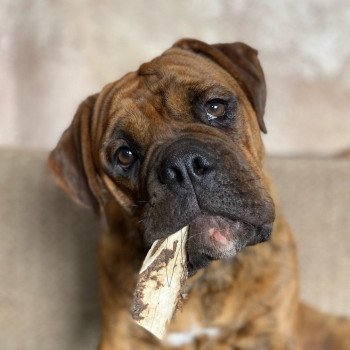chien Bulldog continental ๐๐ซ๐ง๐๐ฌ๐ญ ๐๐๐ฆ๐ข๐ง๐ ๐ฐ๐๐ฒ ๐ฅ๐ ๐๐จ๐๐ฎ๐ซ ๐๐ฎ๐ซ Elevage des Symphonies d'arlequin chien Bulldog continental ๐๐ซ๐ง๐๐ฌ๐ญ ๐๐๐ฆ๐ข๐ง๐ ๐ฐ๐๐ฒ ๐ฅ๐ ๐๐จ๐๐ฎ๐ซ ๐๐ฎ๐ซ Elevage des Symphonies d'arlequin