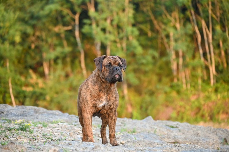 Ernest Hemingway Mâle Bulldog continental
