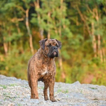 chien Bulldog continental Ernest Hemingway Elevage des Symphonies d'arlequin