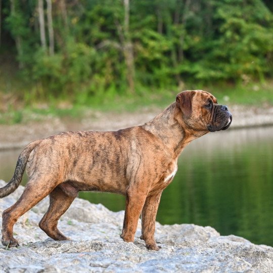 chien Bulldog continental Ernest Hemingway Elevage des Symphonies d'arlequin