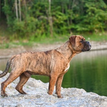 chien Bulldog continental Ernest Hemingway Elevage des Symphonies d'arlequin