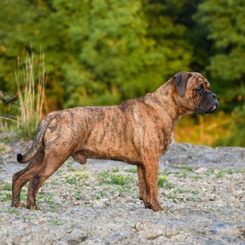 chien Bulldog continental Ernest Hemingway Elevage des Symphonies d'arlequin