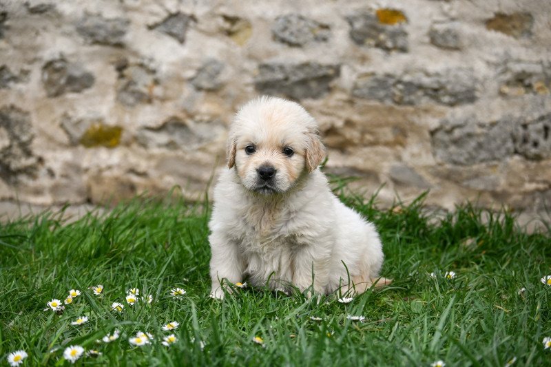 Asco ( collier bleu foncé) Des Symphonies d'arlequin Mâle Golden retriever