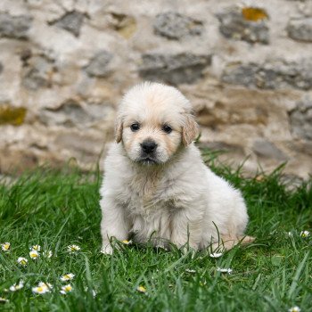 chiot Golden retriever Asco ( collier bleu foncé) Elevage des Symphonies d'arlequin