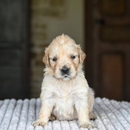 chiot Golden retriever A Little Girl Elevage des Symphonies d'arlequin