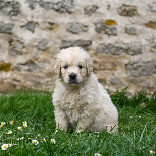 chiot Golden retriever Ava (collier marron) Elevage des Symphonies d'arlequin
