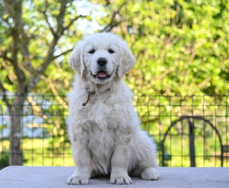 Ava (collier marron) Des Symphonies d'arlequin Femelle Golden retriever Ava (collier marron) Des Symphonies d'arlequin Femelle Golden retriever