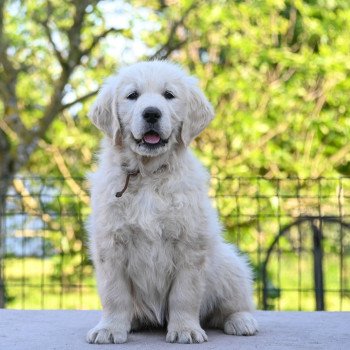 chiot Golden retriever Ava (collier marron) Elevage des Symphonies d'arlequin chiot Golden retriever Ava (collier marron) Elevage des Symphonies d'arlequin
