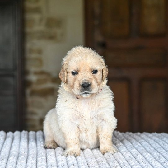 chiot Golden retriever Amazing grace Elevage des Symphonies d'arlequin