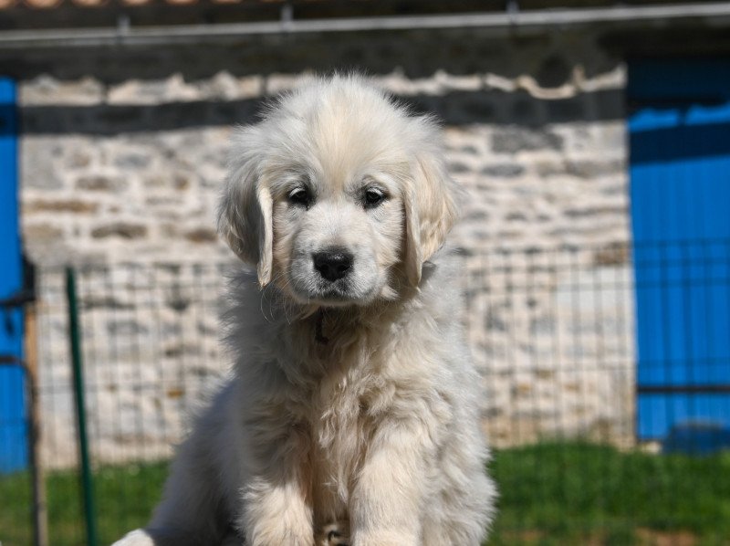 Amy Des Symphonies d'arlequin Femelle Golden retriever Amy Des Symphonies d'arlequin Femelle Golden retriever