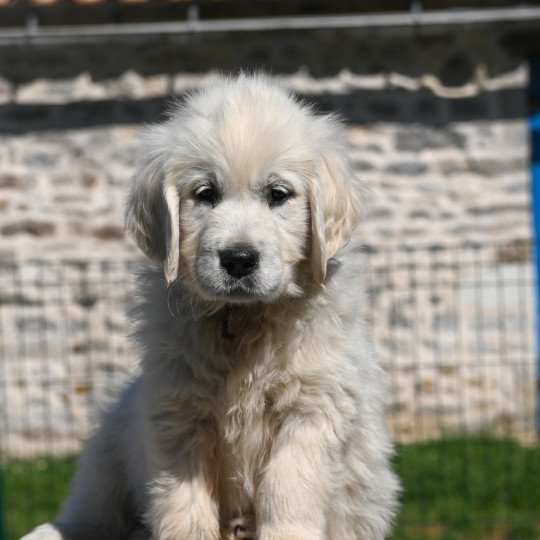 Amy Des Symphonies d'arlequin Femelle Golden retriever