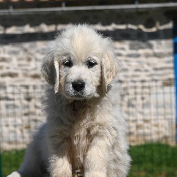 chiot Golden retriever Amy Elevage des Symphonies d'arlequin chiot Golden retriever Amy Elevage des Symphonies d'arlequin